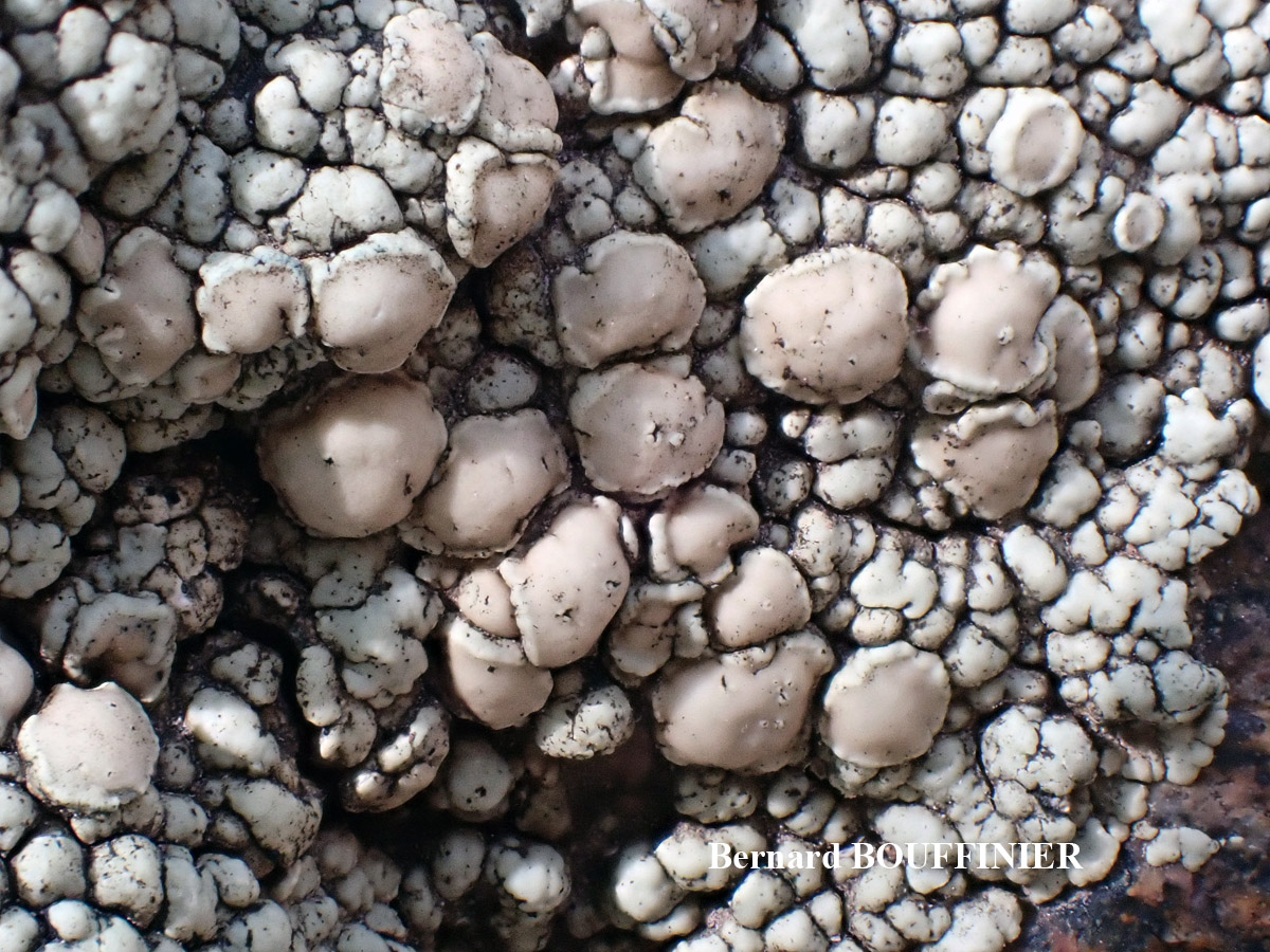 Lecanora concolor Ramond